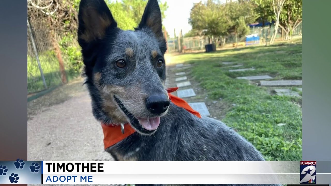 KPRC 2 Pet Project: Meet Timothee, the pup who is photogenic