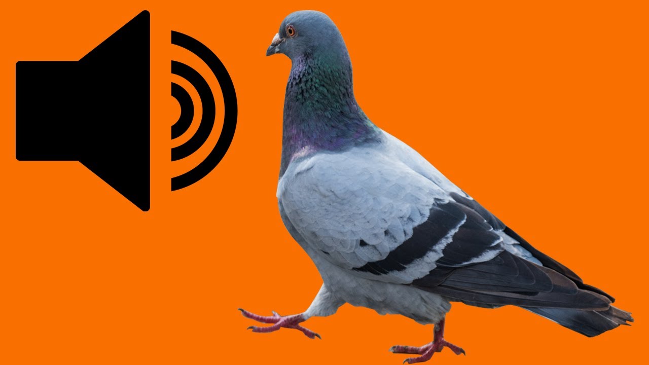 Pigeon Sound Effect Royalty Free Background Video YouTube Pigeon sound effect royalty free background video youtube