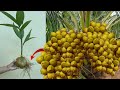 The unique skill how coconut tree grow faster  stepbystep tutorial