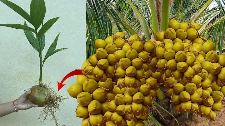 The Unique Skill How Coconut Tree Grow Faster | Step-by-step video tutorial