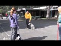 The Alpha Canine Group presents Alpha Dog Training The Alpha Canine Group presents Alpha Dog Training