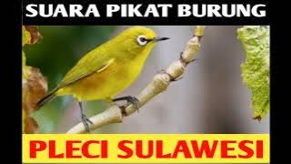 SUARA PIKAT BURUNG PLECI SULAWESI