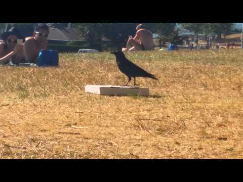 Crow Vs. Pizza Field