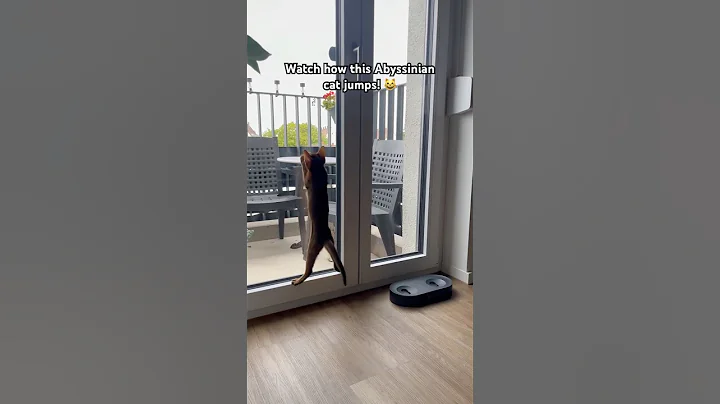 Video 11026911: abyssinian cat, cat jumping cute, funny cat jumping, cats catch