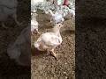 28 days old borlier chicks cow aqibali kite tiktok viral shorts imrankhan