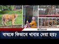        feeding lion  tiger  bangladesh national zoo