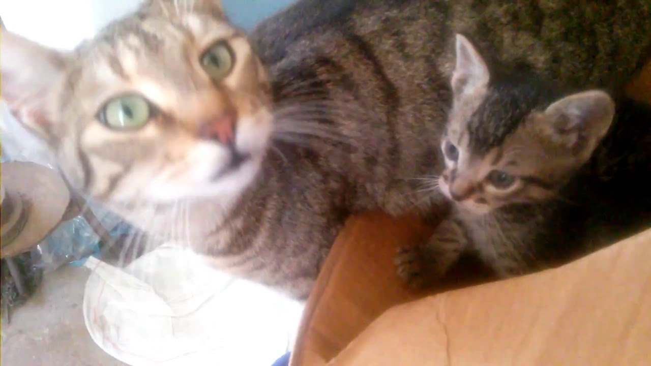 mom cat talking to kittens