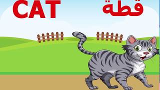 Learn the word CAT in Arabic |VS| تعلم كلمة قطة بالانجليزية