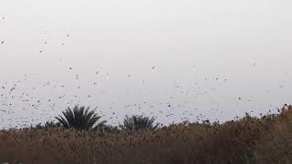 Starlings