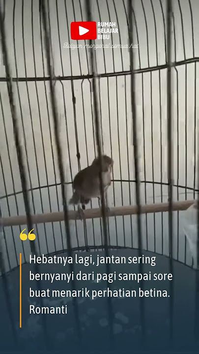 🌳🐦Sikatan Rimba:Si Petarung dari Hutan! #burungsrdc #srdcgacor #sikatanrimbadadacoklat #burungkicau