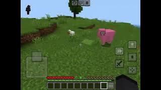 My first time seeing a legit pink sheep🙀🙀🙀