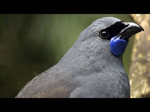Video: Interesting Signs About Birds