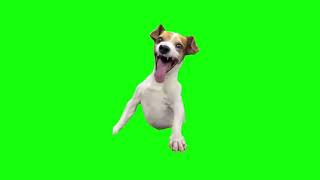 Laughing Dog Meme - Green Screen