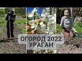 #Огород 2022. #Ураган сорвал шифер с крыши. Посадки.