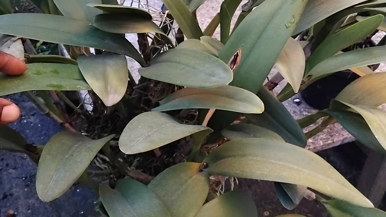 TOUXEIRA DE ORQUÍDEAS, DA TRABALHO PRÁ FAZER?