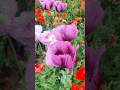 2024_Poppy field Czech Republic