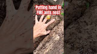 Putting Hand In Fire Ants Nest