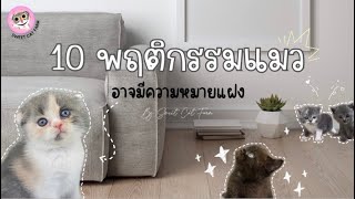 10 พฤติกรรมของแมวที่อาจมีความหมายแฝงอยู่ By Sweet Cat Farm