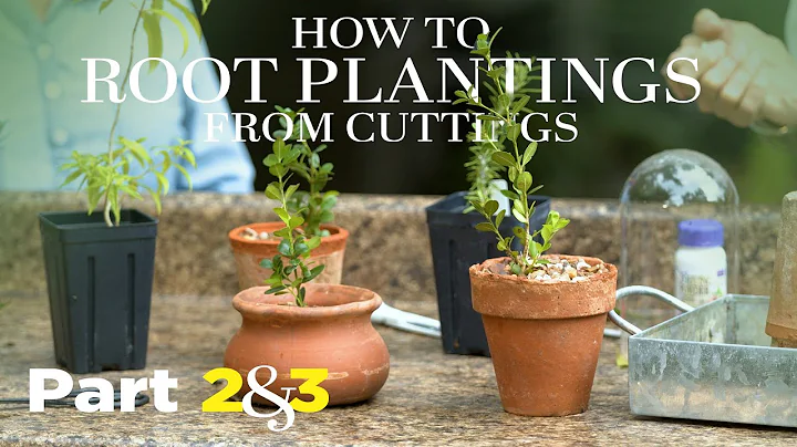 HOW TO PROPAGATE Plants from Cuttings Part 2 & 3 |...