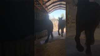 all 3 horses coming in night time feed