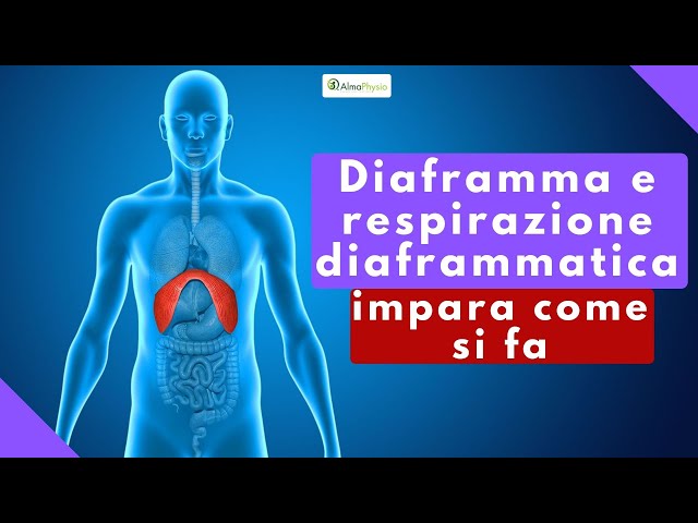 diaframma e respirazione diaframmatica (impara come si fa) - YouTube