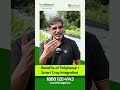 High returns with low effort by growing profitable crops in polyhouse farming!