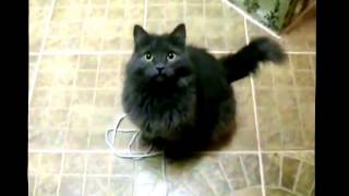 Приколы с кошками. № 6 "Коты приколисты" Приколы с кошками. № 6 "Коты приколисты"