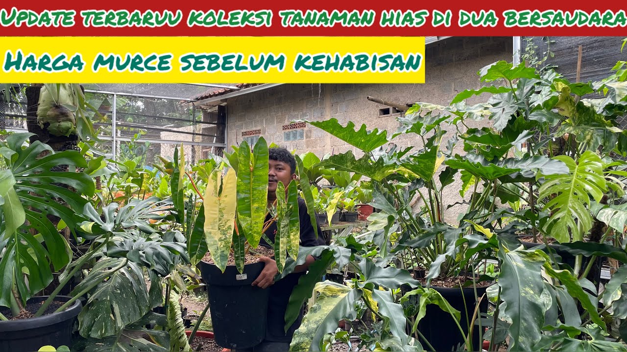 UPDATE TERBARU KOLEKSI TANAMAN HIAS DI DUA BERSAUDARA ⁉️ HARGA MURCE SEBELUM KEHABISAN