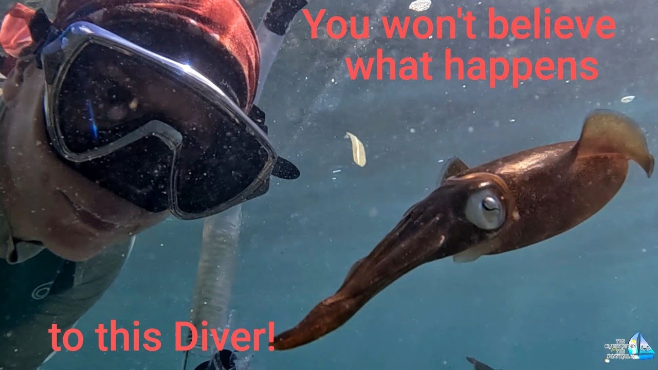 Unbelievable Underwater Experience! Caribbean Reef Squid touches diver Wow! Incredible!