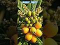 Loquat Growing Timelapse 🍊 From Seed to Golden Fruit! #shorts #tranding #ai #nature #fruits