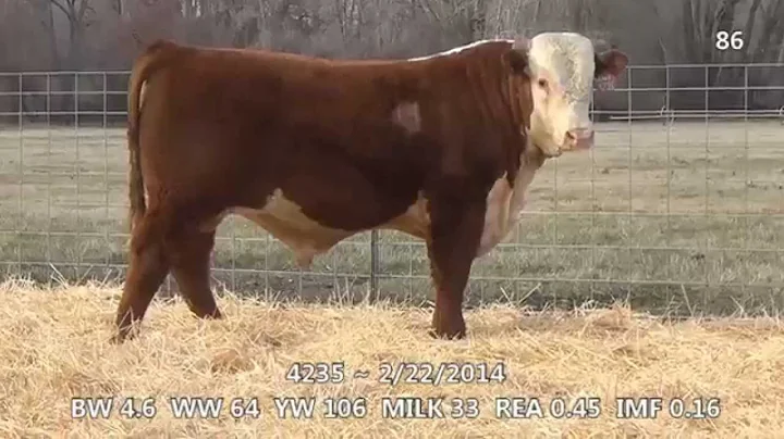 Lot 86 ~ H5 2185 Domino 4235