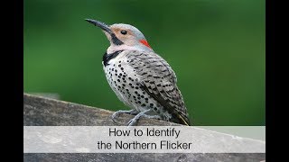 How to Identify the Northern Flicker