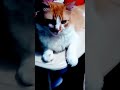 kkkkkkk #gatuno