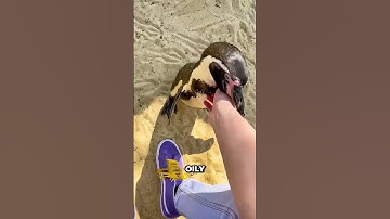 What Happens If You Pet a Penguin?