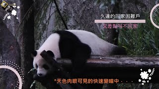 20231112 久違的經典款回家困難戶再現，圓仔發現還沒人來叫她回家，倒頭繼續呼呼大睡 The Giant Panda Yuan Zai