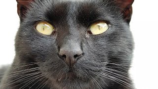 The Beauty of Black Cats