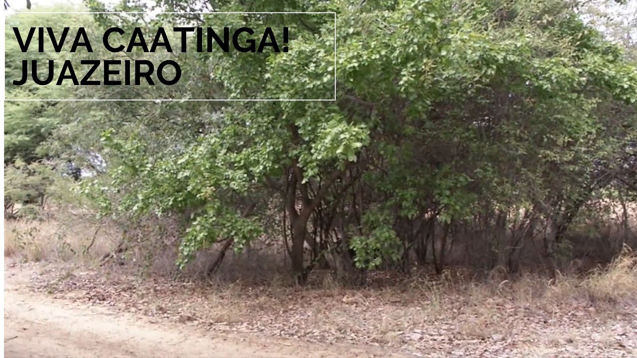 Viva Caatinga! Juazeiro