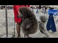 The Poodle Continental