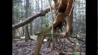 Bigfoot Stick Structures