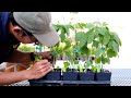 Phenotyping Soybean Southern Stem Canker Disease, by M. Habib Widyawan