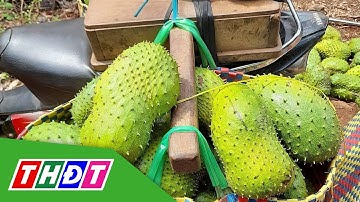 Mãng cầu xiêm tăng giá gấp đôi | THDT