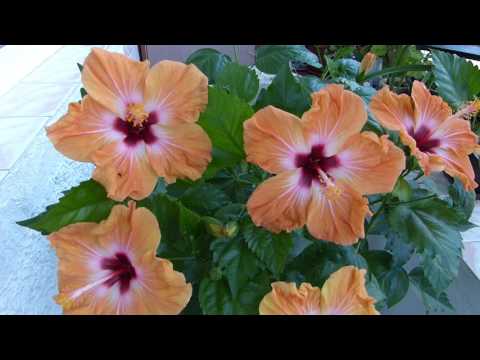 Hibiscus Bangkok today