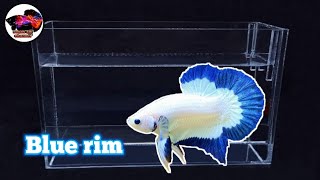 #18 Ikan cupang Blue Rim