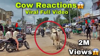 Cow Reaction😱 Marte marte bacha🤯 screenshot 2