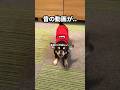 親犬のいない世界