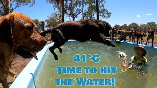 HOT Day at Dog Daycare All the Pups Get to Swim in the Pool and Dam