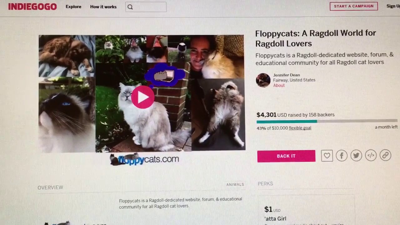 Help Floppycats Grow! Floppycats Ragdoll Cat Blog Indiegogo Campaign