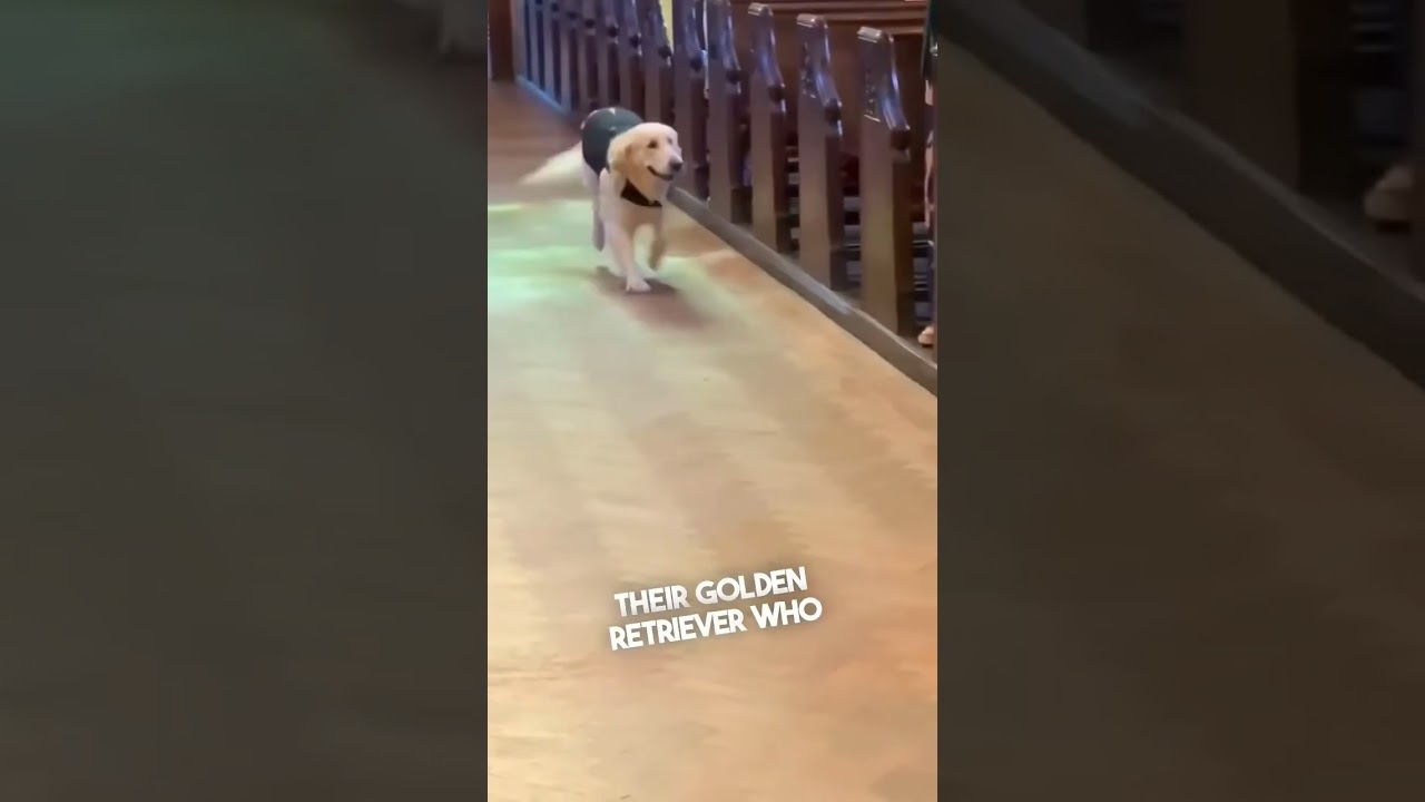 DOG SUPPLIES THE WEDDING RING 