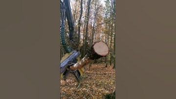 Jhon Deere 1270g & Waratah h415 in Action- Birch Cutting