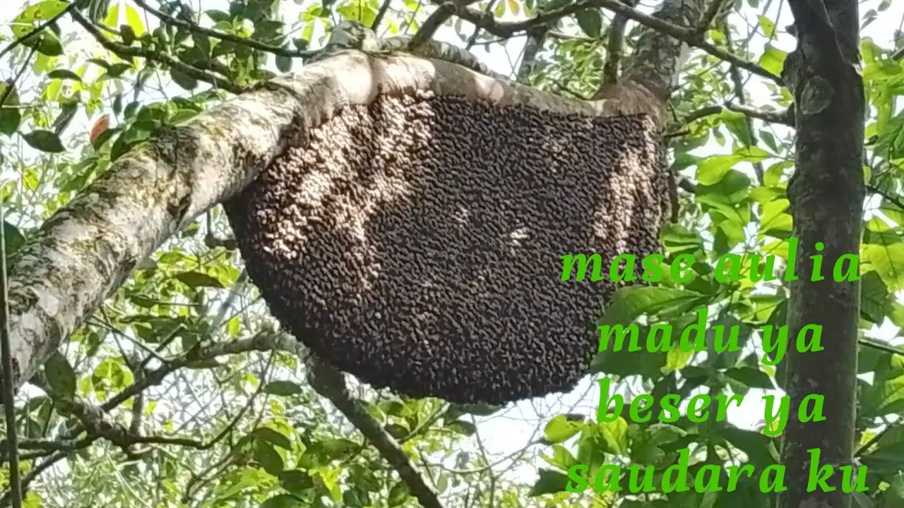 Madu murni hutan 🌲marup